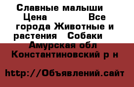 Славные малыши! › Цена ­ 10 000 - Все города Животные и растения » Собаки   . Амурская обл.,Константиновский р-н